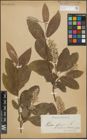 Foto von Salix glauca L.